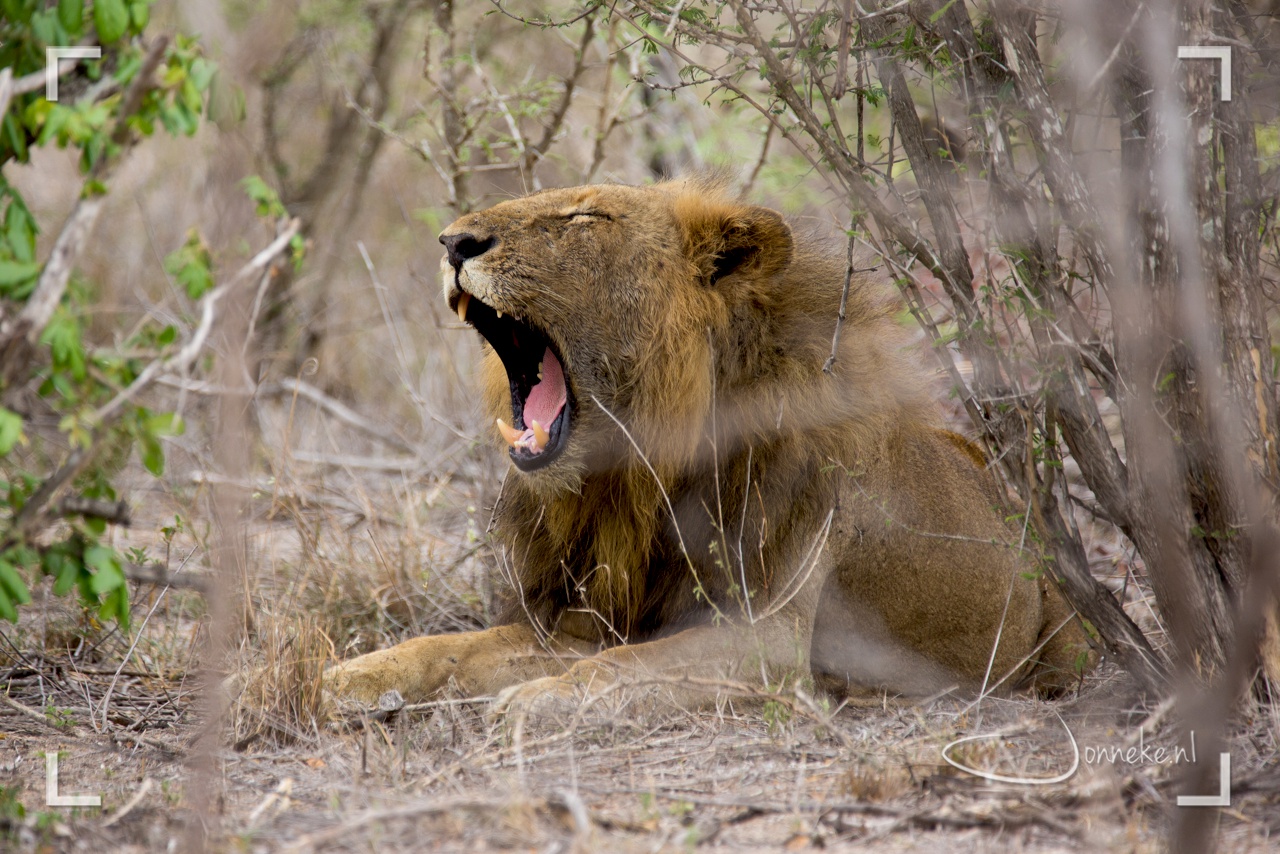 Zuid-Afrika: Kruger en Drakensbergen