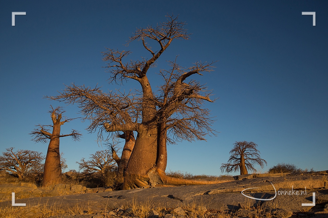 Baie van niks met baobab-reuzen