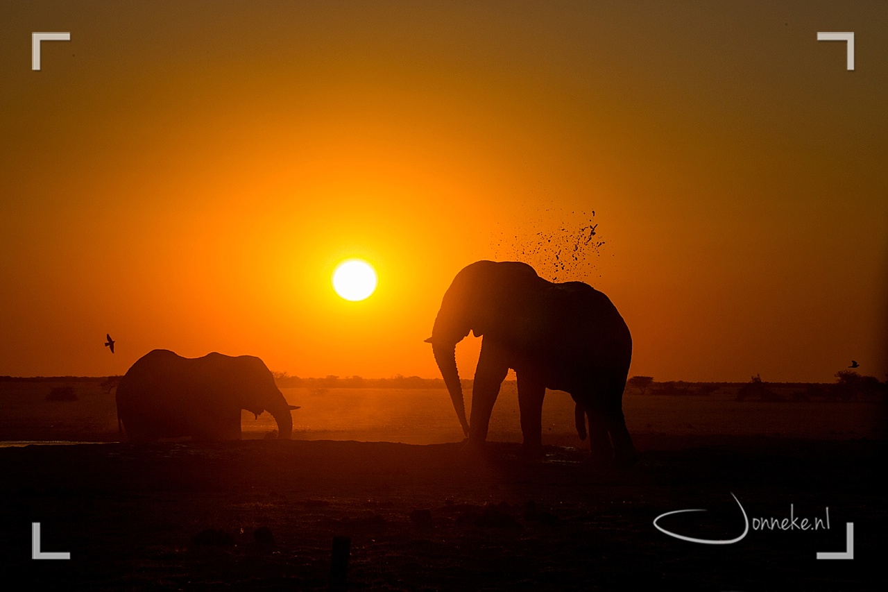 Wilde dieren spotten in Botswana