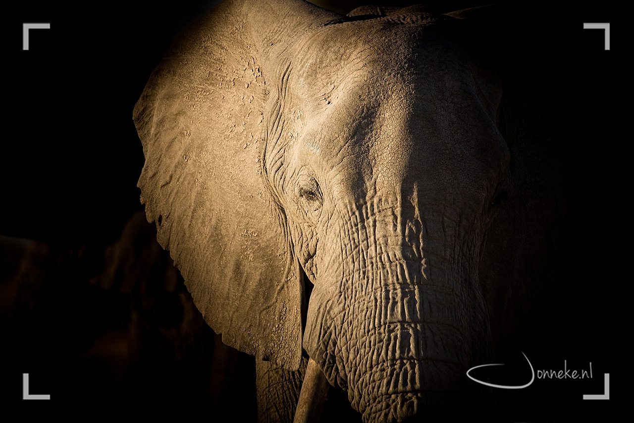 Olifantenfeest in Savuti -Botswana-