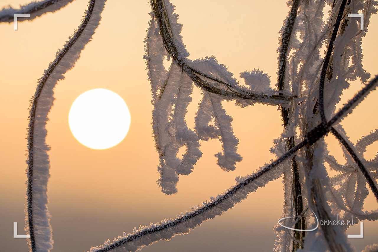 Winter in de polder
