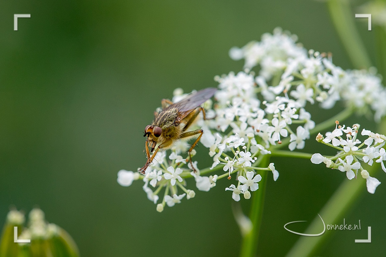 The beauty of macro-world