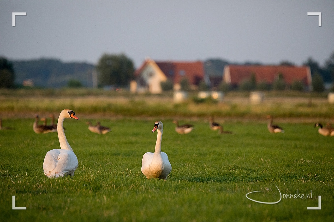 Rondje Arkemheensepolder