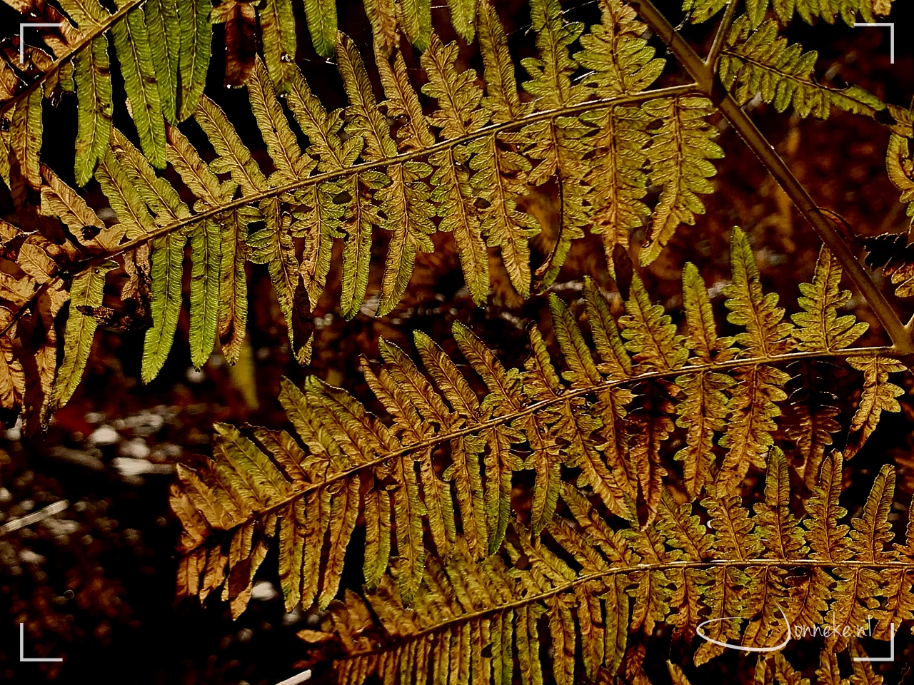 Lessen van de herfst